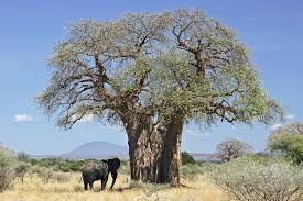 Baobab oil is very rich in nutrients – contains all three omega fatty acids: omega 3, 6 and 9, as well as containing some rare fatty acids and a host of vitamins. It includes vitamins A, D, E and K, as well as dihydrosterculic acid, malvalic acid, arachidic acid, linoleic acid, oleic acid, palmitic acid, and stearic acid.